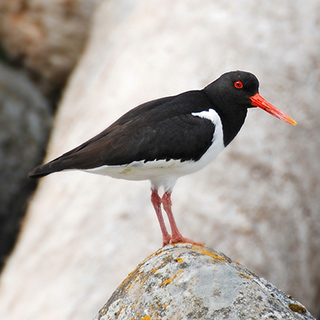 Nordland to Måstad - Oystercatcher